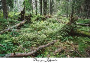 Karpacki forest