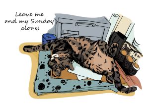 Everyday cat - Sunday