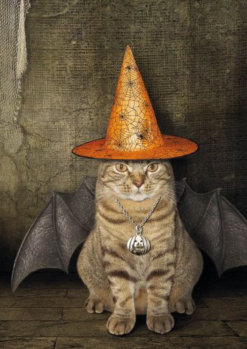 Cat the bat