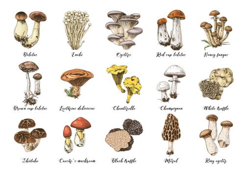 Mushrooms