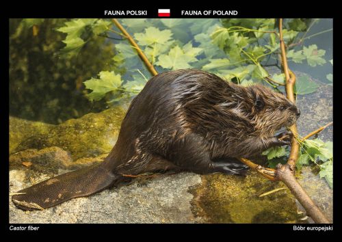 Fauna of Poland: Eurasian beaver