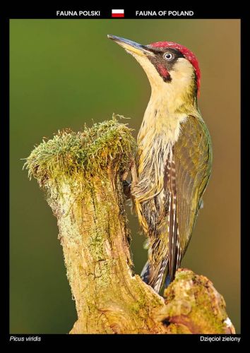 Fauna of Poland: European green woodpecker