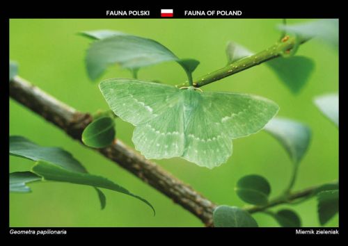 Fauna of Poland: Large emerald