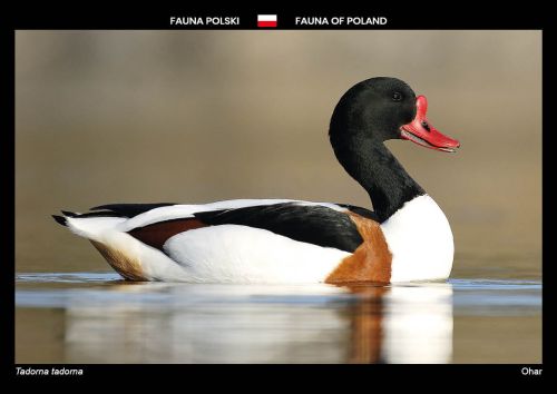 Fauna of Poland: Common shelduck