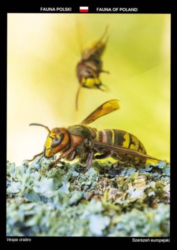 Fauna of Poland: European hornet