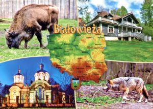 Białowieża