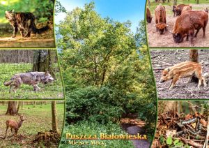 Białowieża