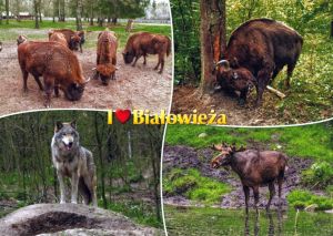 Białowieża