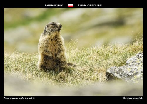 Fauna of Poland: Alpine marmot