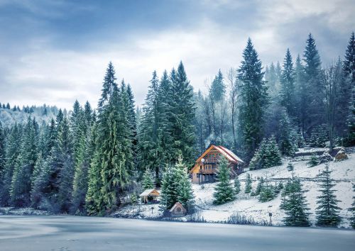 Winter forest