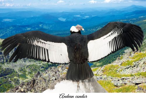 Andean condor