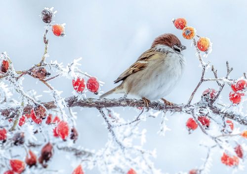 Sparrow