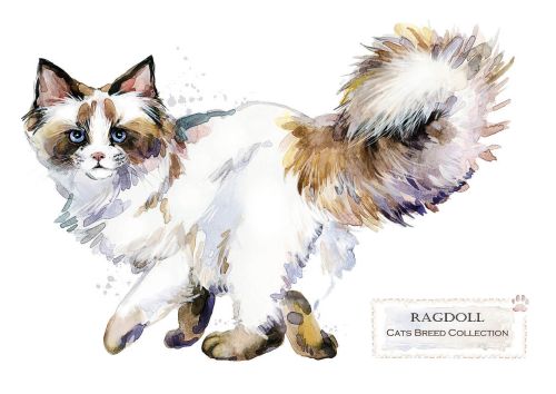 Cat breeds: Ragdoll