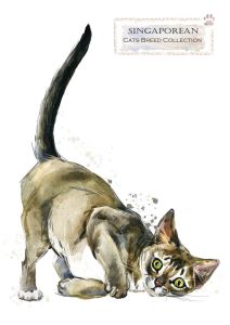 Cat breeds: Singaporean