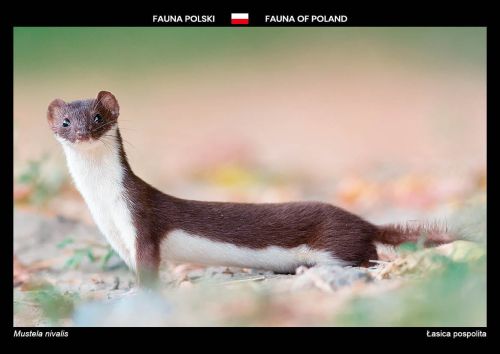 Fauna of Poland: Weasel