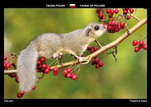 Fauna of Poland: European edible dormouse