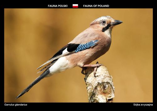 Fauna of Poland: Eurasian jay