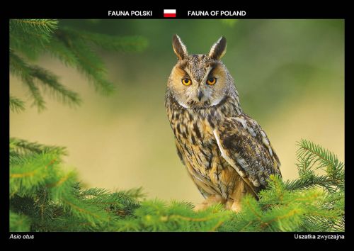 Fauna of Poland: Long-eared owl