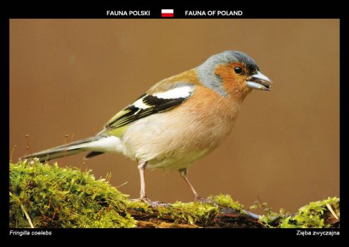 Fauna of Poland: Common chaffinch