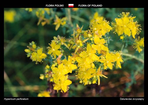 Flora of Poland: Perforate St John's wort