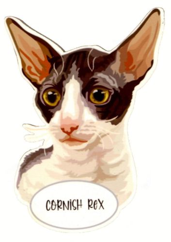 Magnet: Cornish Rex Cat