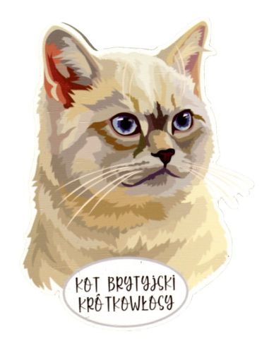 Magnet: British Shorthair Cat