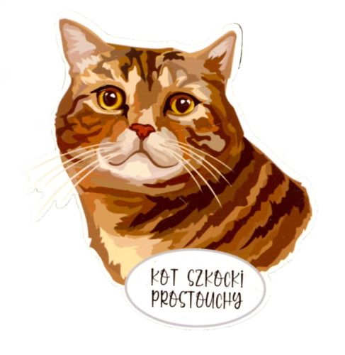 Magnet: Scottish Straight Cat