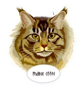 Magnet: Maine Coon Cat