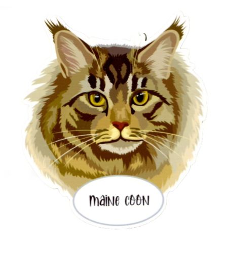 Magnet: Maine Coon Cat