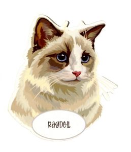 Magnet: Ragdoll Cat