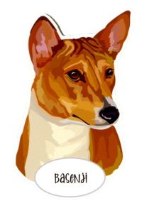 Magnet: Basenji