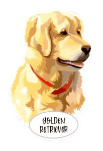 Magnet: Golden Retriever