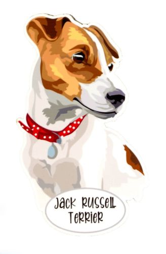 Magnet: Jack Russell Terrier