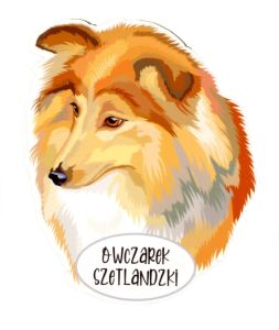 Magnet: Shetland Sheepdog