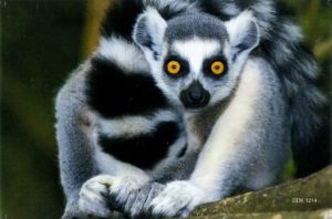 Magnet: Ring-tailed lemur