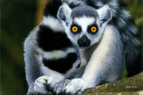 Magnet: Ring-tailed lemur