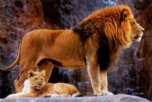 Magnet: Lion