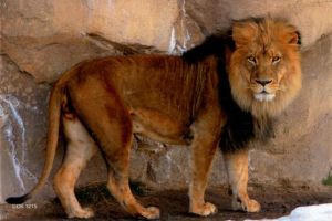 Magnet: Lion
