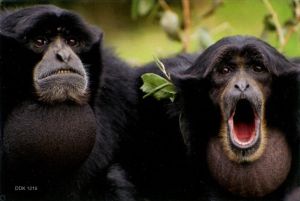 Magnet: Monkey
