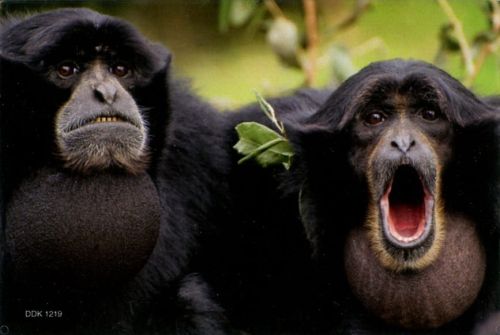 Magnet: Monkey