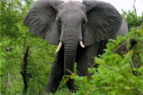 Magnet: Elephant
