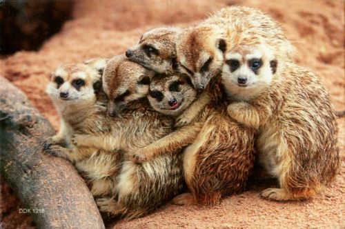 Magnet: Meerkat