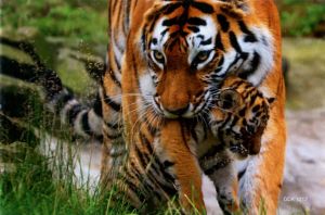 Magnet: Tiger