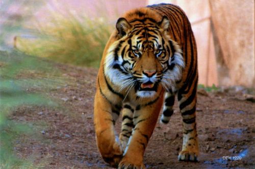 Magnet: Tiger