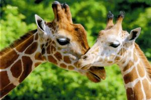 Magnet: Giraffe