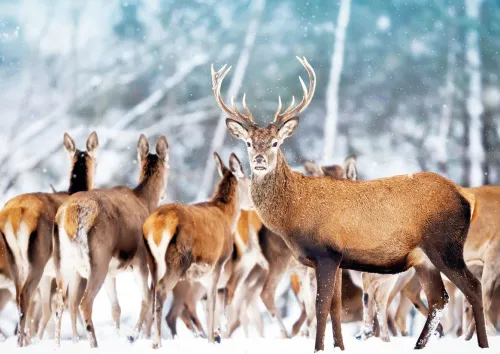 Deer