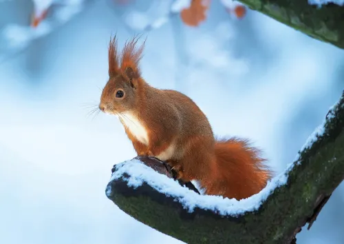 Squirrel on a branch