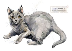 Cat breeds: Chartreux