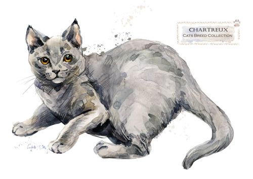 Cat breeds: Chartreux