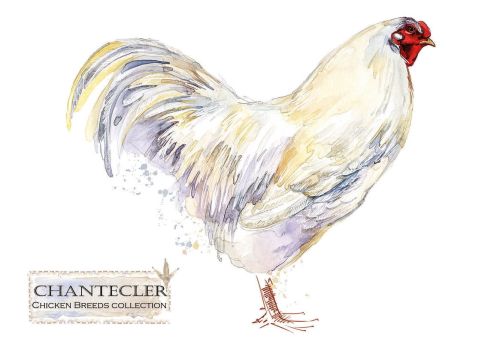 Chicken breeds: Chantecler